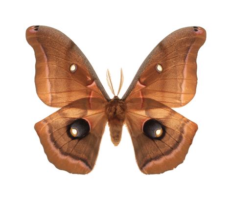 Why are moths attracted to light?