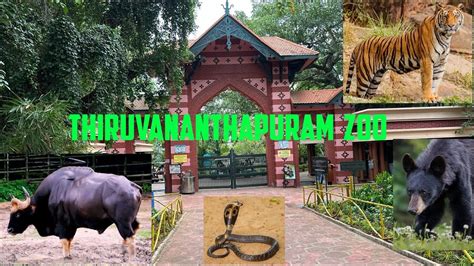 Trivandrum zoo # തിരുവനന്തപുരം മൃഗശാല #Zoo - YouTube