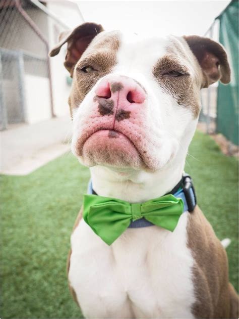 Photo Helps Dog With Grumpy Face Find A Home