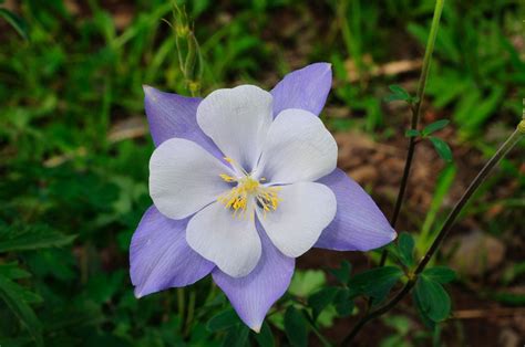 Rocky Mountain Columbine (Shape)- John | Flower Tattoo | Pinterest