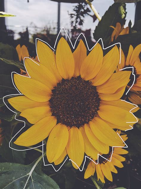 [23++] Amazing Aesthetic Sunflower Pictures Wallpapers - Wallpaper Box