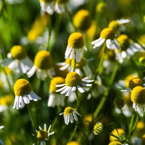 Chamomile Seeds - German Chamomile Herb Seed