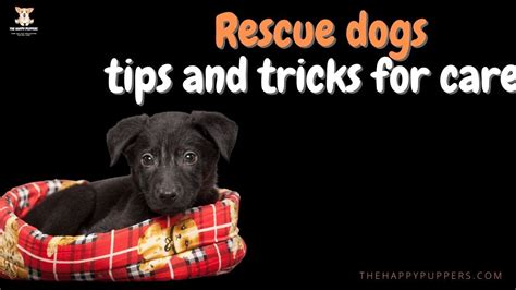 Rescue dog: tips and tricks for care - Ko-fi ️ Where creators get support from fans through ...