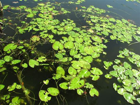 Floating Aquatic Plants | College of Agriculture, Forestry and Life Sciences | Clemson ...