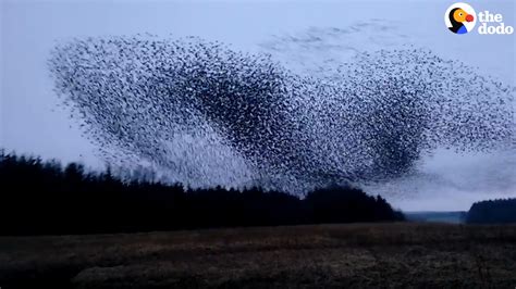 Watch These Birds Fly In The Most Perfect Formation - YouTube