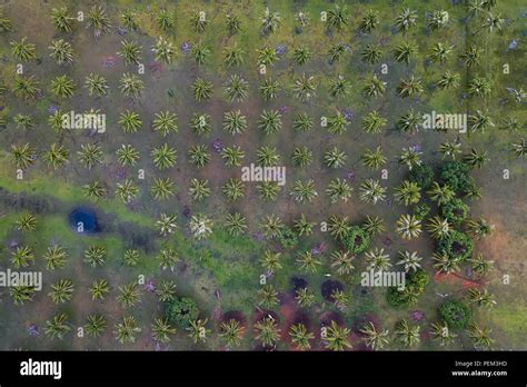 A coconut farm in southern Thailand Stock Photo - Alamy