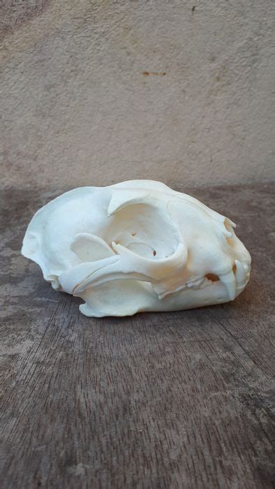 Caracal Skull - Caracal caracal - 7×10.5×15 cm - - Catawiki