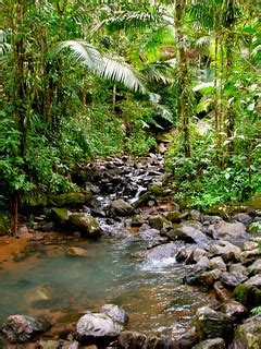 El Yunque Rainforest | La Mina Falls (Trailhead) | Jeff Gunn | Flickr