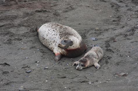 More Harbor Seal pups are appearing. | Seal pup, Harbor seal, Pup