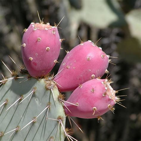 Nopal Cactus