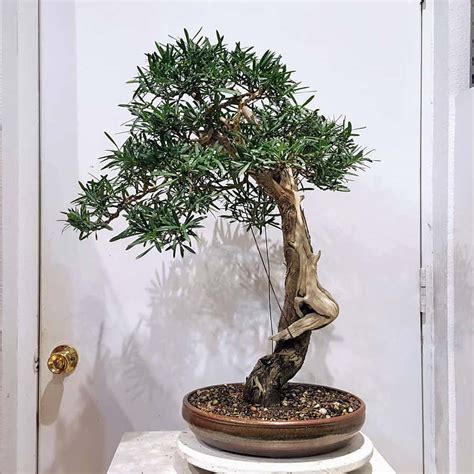 Personalized Podocarpus Plant Care: Water, Light, Nutrients | Greg App