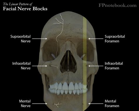 Infraorbital Nerve Function