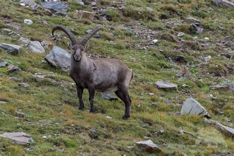 Alpine Ibex - Fascination Wildlife