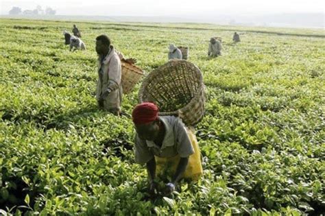 Importance of Agriculture towards the Development of Nigeria Economy | Agriculture, Livestock Fa ...