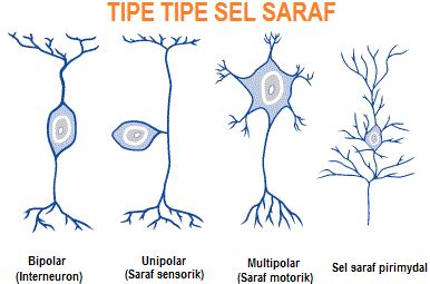 Struktur Dan Bagian Sel Saraf Neuron Info Pendidikan Dan Biologi 93632 | The Best Porn Website