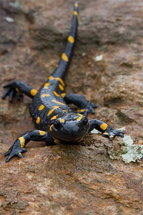 Fire Salamander Facts For Kids & Adults: Pictures, Information & Video