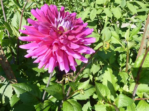 Still Coloring Out Of The Lines: Giant Dahlias