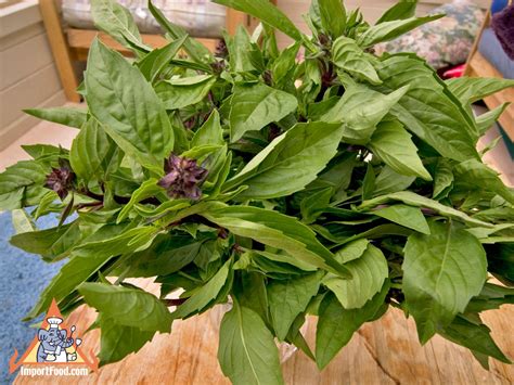 Thai Basil, Fresh - ImportFood