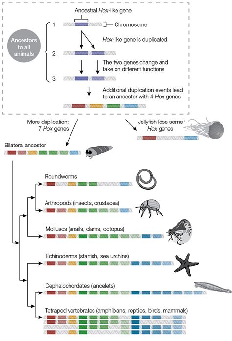 Homeotic Genes and Body Patterns