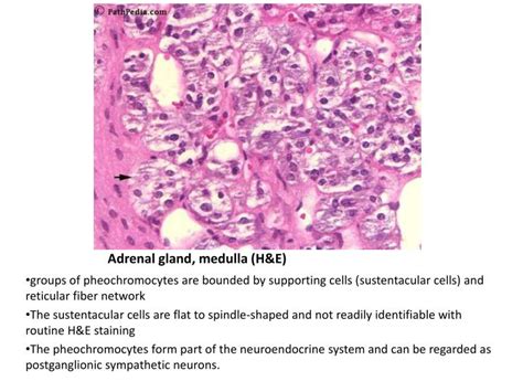 PPT - Histology of Adrenal Gland - Medulla PowerPoint Presentation - ID:1948571