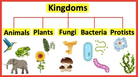 5 Kingdoms | Animals, plants, fungi, bacteria & protists - YouTube