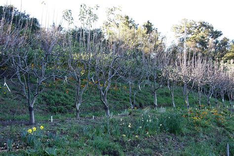 Winter Pruning Tips