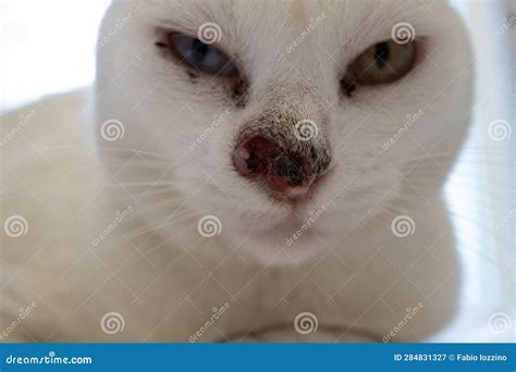 Sick White Cat with Nose Cancer Stock Image - Image of feline, nose ...