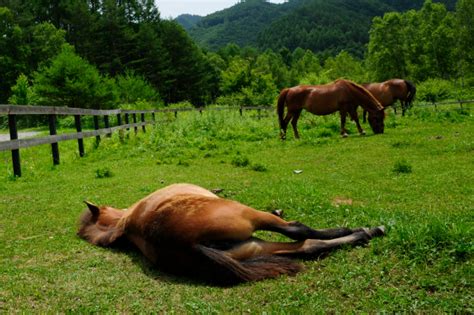 Japanese horse breeds - Learn Japanese the fun way | NihongoUp