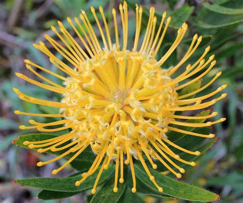 Leucospermum cordifolium 'Yellow Bird' (Nodding Pincushion)