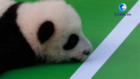 Fifteen panda cubs introduced to the public in China