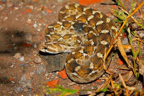 Fearsome Saw-Scaled Viper Bite