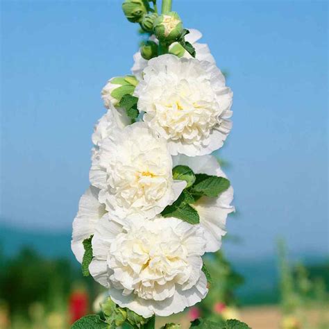 Perennial Alcea Rosea Chaters Double White Hollyhock Flower Seeds