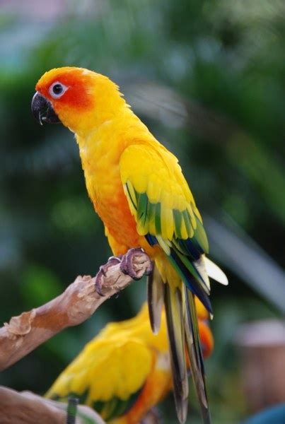 Beautiful Sun Parakeet | Stunning Places