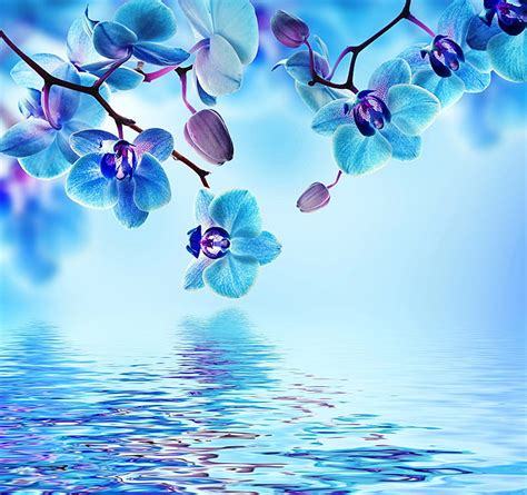 Light Blue Flower Background and – YL Computing, Pretty Blue Flower, HD wallpaper | Peakpx