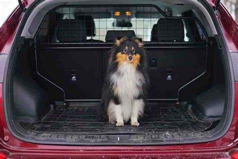 Best Pet Accessories for Your Car: 2019 Edition - Autotrader