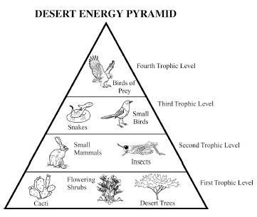 Desert Food Web Food Chain Energy Pyramid