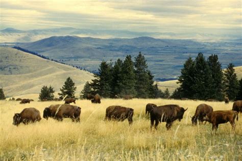 The American Bison or Buffalo - Facts and True Story - HubPages