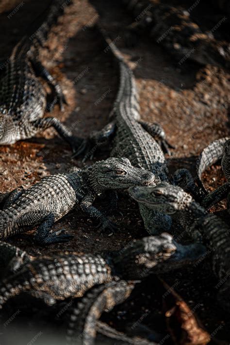 Premium Photo | Closeup of a formidable saltwater crocodile apex ...