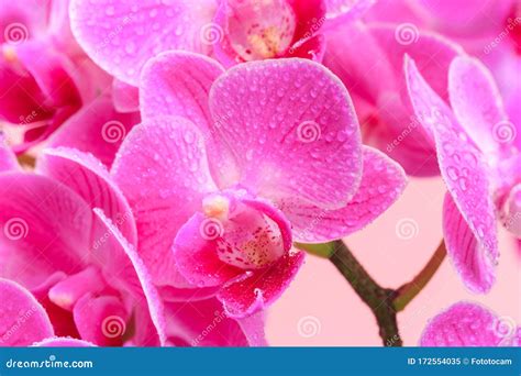 Pink Orchid Close Up View Background. - Image Stock Image - Image of clean, design: 172554035