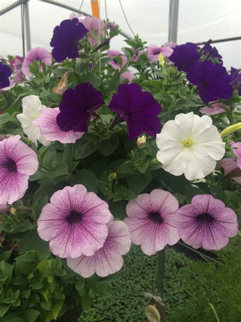 Pin by Gilmore’s Greenhouse on Spring / Summertime | Petunia hanging baskets, Hanging baskets ...