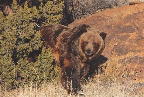 Rescued Tigers, Lions and Wolves Finding New Life at Colorado’s Wild ...