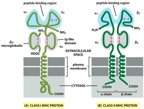 Major histocompatibility complex (MHC): introduction, types and differences