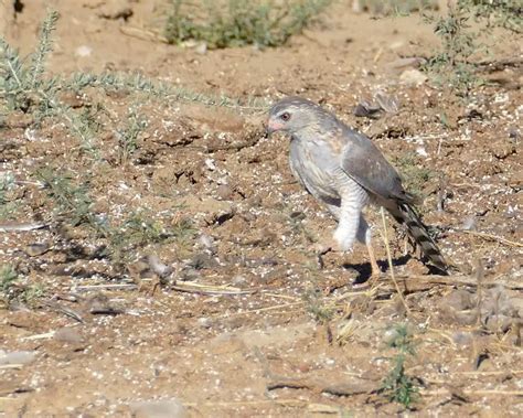 Gabar goshawk - Facts, Diet, Habitat & Pictures on Animalia.bio