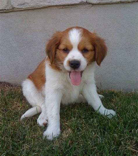 Kooikerhondje Info, Temperament, Care, Training, Puppies, Pictures