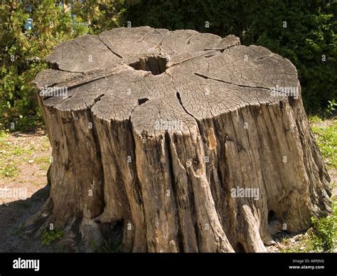 A giant tree stump in the Tree House garden at the Jardin Botanique de ...