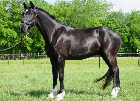Sff Blue Moon, Black Hackney Horse Gelding, 2020 Hackney Sporthorse Gelding in South Carolina ...
