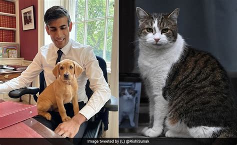 Larry The Cat Or Nova The Dog? Akshata Murty On Power Struggle At 10 Downing Street ...