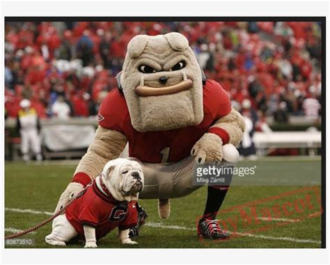 Georgia Bulldog Mascot PNG Image | Transparent PNG Free Download on SeekPNG