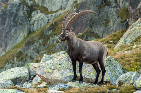 LOVAC.info portal - Alpski kozorog – Capra ibex L. – eng. Alpine ibex