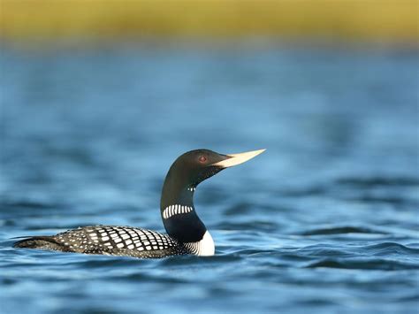 New Report Highlights Threatened, World-Class Wildlife in the Western Arctic | Audubon Alaska